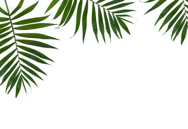 Palmeira Folha Tropical Fundo Branco Vista Superior Flat Lay — Fotografia de Stock