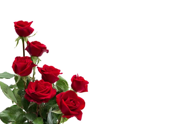 Blumen Rote Rosen Auf Weißem Hintergrund Mit Platz Für Text — Stockfoto
