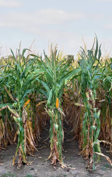 Спелая Кукуруза Кукуруза Кукурузном Поле Летом — стоковое фото