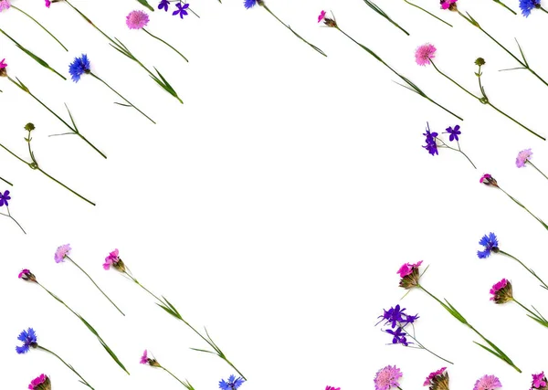Niebieskie Różowe Dzikie Kwiaty Chabry Konsolidują Pola Scabious Dziki Kartuzjański — Zdjęcie stockowe