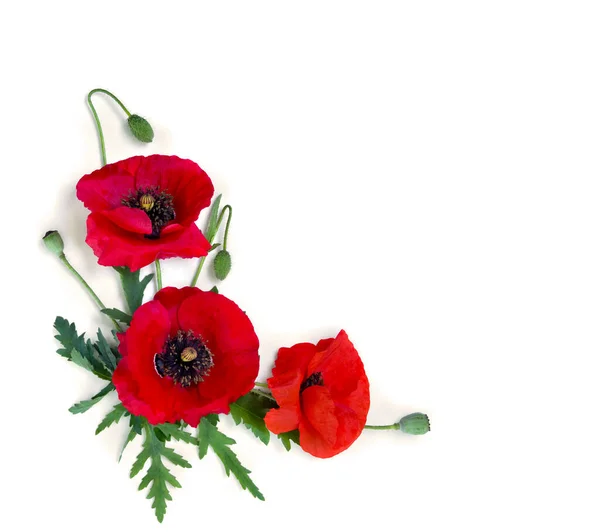 花红色的罂粟和芽 番石榴 玉米罂粟 玉米玫瑰 白色背景 有文字空间 — 图库照片