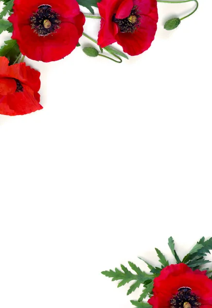 花のフレームは テキストのためのスペースと白い背景に赤いケシと芽 パパバーロア トウモロコシのケシ トウモロコシのバラ フィールドケシ 赤い雑草 トップビュー フラットレイアウト — ストック写真