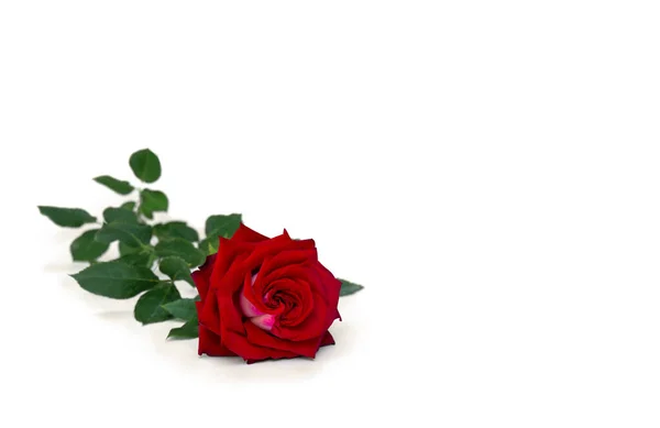 Flor Rosa Roja Sobre Fondo Blanco Con Espacio Para Texto —  Fotos de Stock