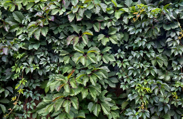 Groene Bladeren Van Wilde Druiven Klimop Parthenocissus Quinquefolia Achtergrond Textuur — Stockfoto