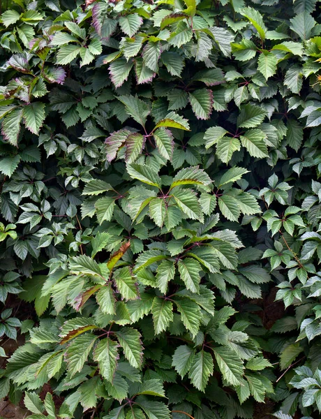 Zelené Listy Planě Rostoucích Hroznů Parthenocissus Quinquefolia Pozadí Struktura — Stock fotografie
