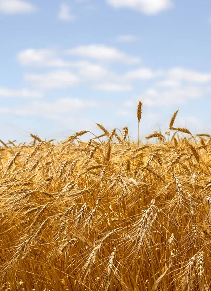 Урожай Полевой Пшеницы Период Сбора Урожая Фоне Облачного Неба — стоковое фото