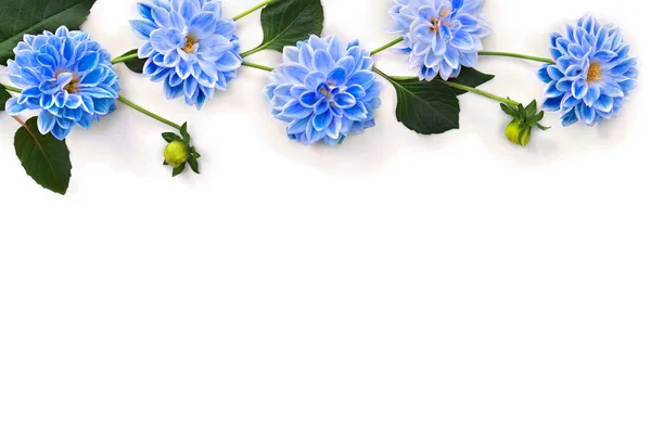 Flores Azuis Dahlia Fundo Branco Com Espaço Para Texto Vista — Fotografia de Stock