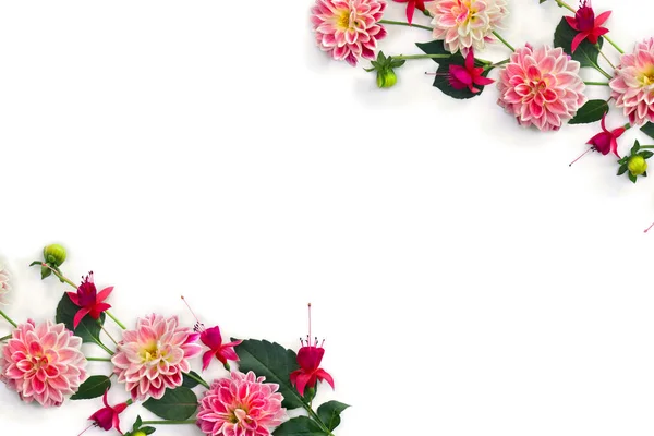 Frame of flowers dahlia and fuchsia triphylla on a white background with space for text. Top view, flat lay