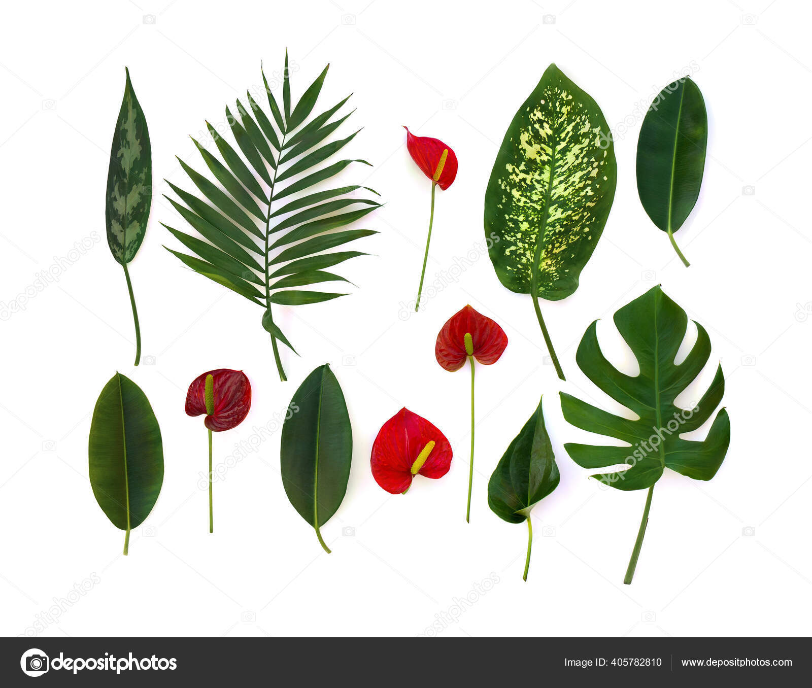 Tropical Leaves Monstera Dieffenbachia Branch Palm Ficus Benjamina Red Flowers Stock Photo Image By C Anastasiia Malinich Tropical Leaves Monstera Dieffenbachia Branch Palm Ficus Benjamina Red Flowers Stock Photo Image By C Anastasiia Malinich