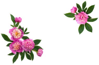 Beyaz arka planda pembe şakayıklar ve mesaj için yer var. Düz yatış, üst görünüm