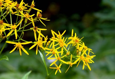 Sarı çiçekler Senecio ovatus (yaygın adları: ahşap ragwort) ormanda çiçek açıyor