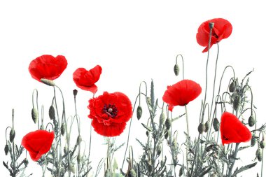 Kırmızı gelincikler (binom adı: Papaver rhoeas), (yaygın adı: gelincik, mısır haşhaşı, mısır gülü, tarla gelinciği) beyaz arka planda metinler için alan