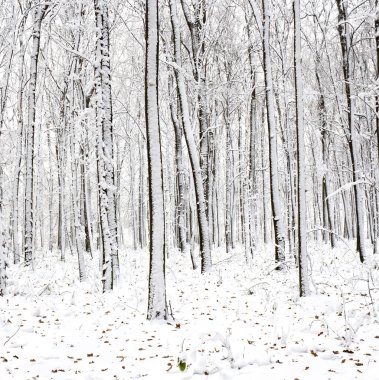 Kar üzerinde meşe yaprakları olan kışın meşe ormanı.