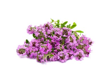 Beyaz arkaplanda çiçek açan Thymus vulgaris (yaygın kekik, Alman kekik, bahçe kekiği veya sadece kekik)