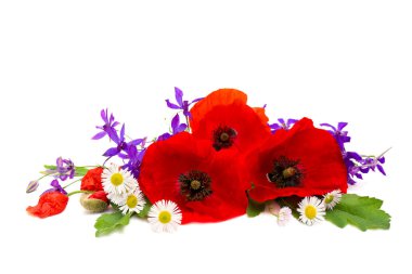 Yabani çiçekler: kırmızı gelincikler (yaygın gelincik, mısır haşhaşı, tarla gelinciği, Flanders gelinciği, kırmızı ot, koquelicot), beyaz arka planda Consolida (larkspur)