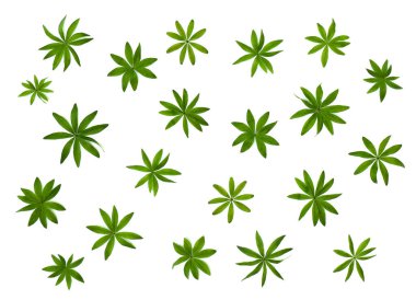 Beyaz arka planda Galium odoratum, tatlı kokulu yatak kamışı (yaygın isimler: Woodruff, tatlı ağaçkakan ve vahşi bebek nefesi) bırakır. Üst manzara, düz uzanma