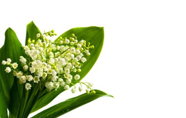 Vadi zambağı (Convallaria majalis) beyaz arkaplan ve metin için boşluk üzerine