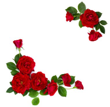 Beyaz arkaplan üzerinde kırmızı güller (fundalık gül) çerçevesi ve metin için boşluk. Üst Manzara. Düz yatıyordu