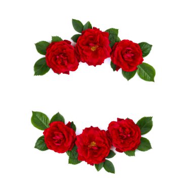 Beyaz arkaplan üzerinde kırmızı güller (fundalık gül) çerçevesi ve metin için boşluk. Üst Manzara. Düz yatıyordu