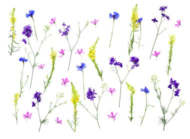 Yaban çiçekleri: Cornflower (Centaurea cyanus), Linaria vulgaris (yaygın toadflax), Consolida, cornflower on a white background. Üst manzara, düz uzanma