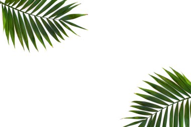 Beyaz arka planda tropik yaprak dalları ve metin için boşluk. Üst manzara, düz uzanma