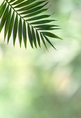 Doğal gübre zemininde tropik yaprak palmiyesi ve metin için yeri var. Üst manzara, düz uzanma