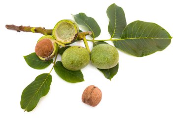 Beyaz arka planda yeşil yapraklı cevizler (Juglans regia)