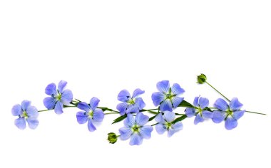 Flowers and capsule with seed flax (Linum usitatissimum) common names: common flax or linseed on a white background with space for text. Top view, flat lay clipart