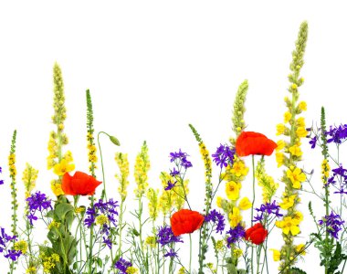 Yabani çiçekler: Linaria vulgaris (yaygın toadflax), Agrimonia eupatoria (tarım), kırmızı gelincikler, Barbarea vulgaris (acı tere) beyaz arka planda yazı için alan. Üst manzara, düz uzanma