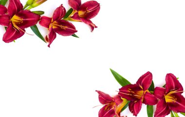 Gündüz Çiçekler (Kırmızı Büyü) beyaz arkaplan üzerinde metin için boşluk ile. Üst manzara, düz uzanma.