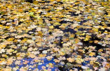 Güzel sonbahar sarı akçaağaç yaprakları ve suda fileto..
