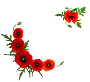 Kırmızı haşhaş, normal haşhaş, mısır gülü, tarla gelinciği, Flanders gelinciği, kırmızı ot, beyaz arka planda beyaz arka planda koquelicot, mesaj için alan. Üst manzara, düz uzanma