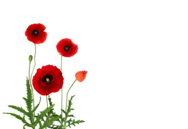 Kırmızı haşhaş, normal haşhaş, mısır gülü, tarla gelinciği, Flanders gelinciği, kırmızı ot, beyaz arka planda beyaz arka planda koquelicot, mesaj için alan. Üst manzara, düz uzanma