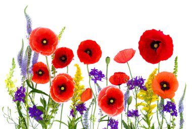 Wildflowers: red poppies (corn poppy, field poppy, coquelicot), Consolida, Veronica spicata, Ambrosia on a white background with space for text. Top view, flat lay clipart