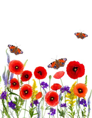 Wildflowers: red poppies (corn poppy, field poppy, coquelicot), Consolida, Veronica spicata, Ambrosia and butterflies peacock on a white background with space for text. Top view, flat lay clipart
