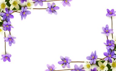 Çiçeklerin hepatikası (karaciğer yaprağı veya karaciğer otu) ve anemon (Anemone nemorosa, ahşap anemon, rüzgâr çiçeği, yüksük otu) beyaz bir arka planda yazı için boşluk bırakır. Üst manzara, düz uzanma