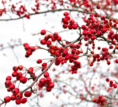 Sonbaharda kızıl dikenli üzümler (Crataegus rhipidophylla) bahçede.
