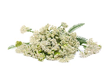 Achillea millefolium (yaygın isimler: kiriş veya ortak kiriş) beyaz arkaplan üzerinde açar