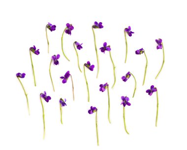 Çiçekler Viola sororia (yaygın isimler: yaygın çayırlık menekşe, lezbiyen çiçek, tüylü mavi menekşe, kapüşonlu menekşe, ahşap menekşe) beyaz arka planda. Üst manzara, düz uzanma