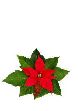 Kırmızı noktalı çiçek (Euphorbia pulcherrima) ve beyaz arkaplanda yazı için boşluk. Düz yatış, üst görünüm