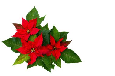 Flowers of red poinsettia (Euphorbia pulcherrima) with space for text on white background. Flat lay, top view clipart