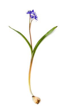 Beyaz zemin üzerinde Kar Damlası Scilla Siberica (Sibirya Squill veya ahşap Squill)