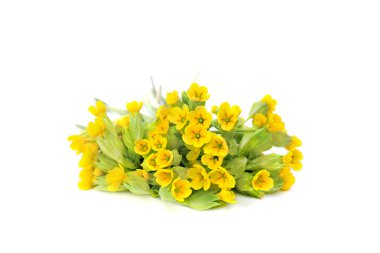 Çiçek açan Primula veris (yaygın isimler: inek kayması, inek ayağı, petrella, bitki peter, paigle, peggle, anahtar çiçek, beyaz arka planda cennetin anahtarı