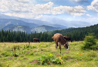 İnekler dağlarda çayırlarda Bulutlu gökyüzünün arka planında