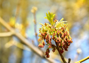 Bahar mevsiminde çiçek açan Catkins Acer negundo (kutulu yaşlı, akçaağaç, akçaağaç, akçaağaç, akçaağaç külü) dalı