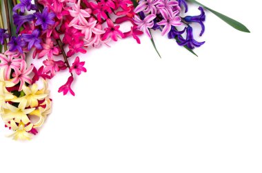 Beyaz arkaplan üzerine pembe, mor, beyaz ve sarı sümbül (Hyacinthus) buketi ve yazı için boşluk. Üst manzara, düz uzanma