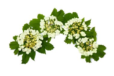 Çiçek ve yapraklar Viburnum opulus (yaygın isimler: guelder-rose, su yaşlı, kramp kabuğu, kartopu ağacı ve Avrupa kranrybush) beyaz arka planda yazı için alan ile. Üst manzara, düz uzanma