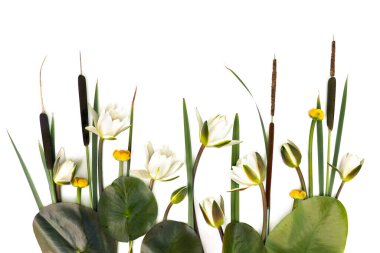 Sulak alanlarda yetişen su bitkileri: bulrush (Typha, or reedspace, cattail, cumbungi), su zambakları (Nymphaea candida), beyaz arka planda bulunan sarı zambaklar. Üst manzara, düz uzanma
