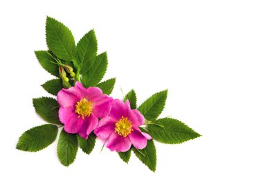 Beyaz zemin üzerinde çiçekler (Rosa canina) ve metin için boşluk. Üst manzara, düz uzanma