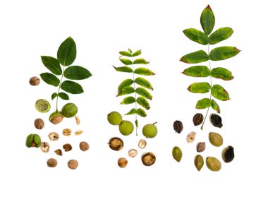 Juglans regia (Farsça, İngiliz cevizi, yaygın ceviz), Juglans (doğu siyahı) beyaz arka planda. Üst manzara, düz uzanma